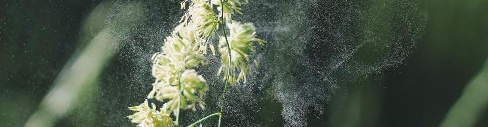 Asthme; Vers un traitement prometteur? imgActu