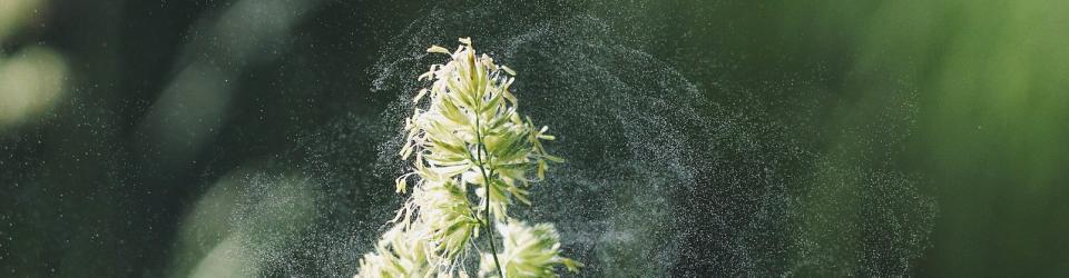Allergie imgActu